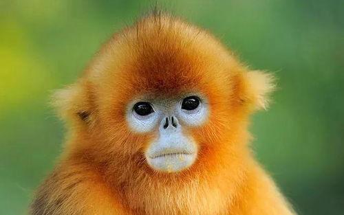 龙虎鼠最新爆料图片高清,高清图揭秘神秘面纱  第1张